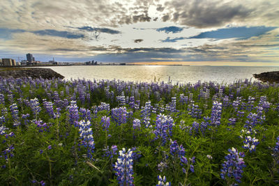 Close-up of purple flowers in field