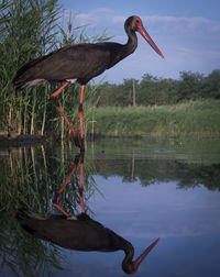 Bird in lake against sky