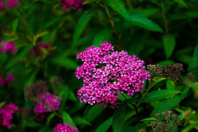 Close-up of pink flowering plant