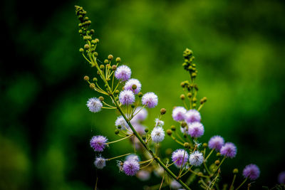 Close-up of purple flowering plant