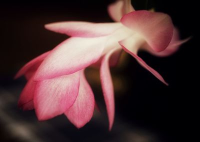 Close-up of pink flower blooming against black background