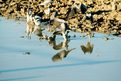 Reflection of birds in puddle