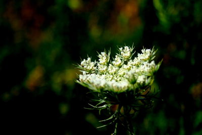 Close-up of white flower