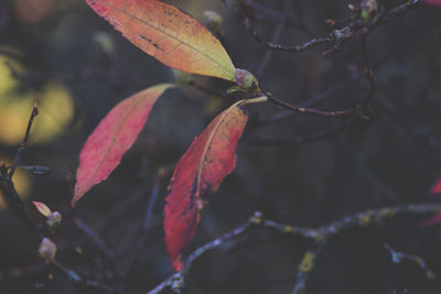 Close-up of plant growing on tree during autumn