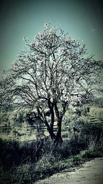 Bare trees on field