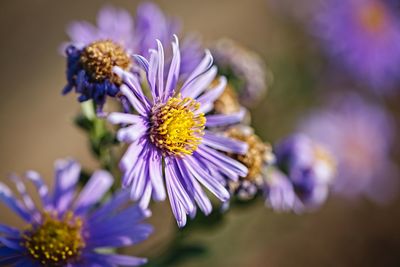 Close-up of purple flowering plant