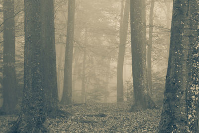 Pine trees in forest