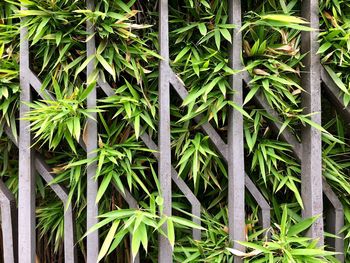 High angle view of bamboo plants on field