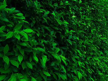 Full frame shot of fresh green plants