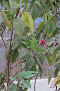 Close-up of insect on plant