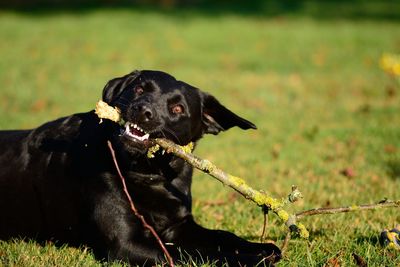 Close-up of black labrador chewing stick on grass