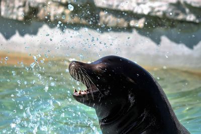 Close-up of sea lion in water
