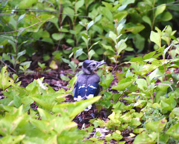 Bird perching on a tree