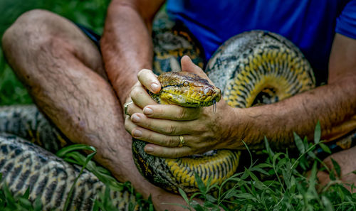 A big and ferocious python catches snakes by hand, beautiful striped boa in a fertile forest.