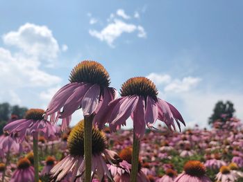 Close-up of purple flowering plants against sky