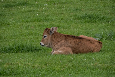 Side view of a rabbit on grassy field