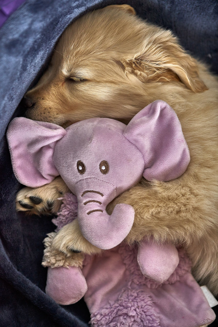 CLOSE-UP OF STUFFED TOY