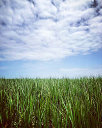 Crops growing on field against sky