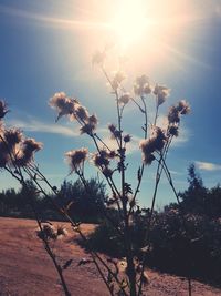 Scenic view of flowering plants on field against sky