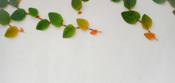 High angle view of vegetables on white table