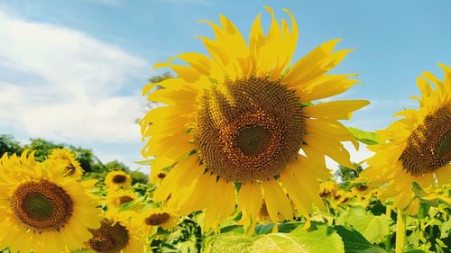 Close-up of sunflower against sky