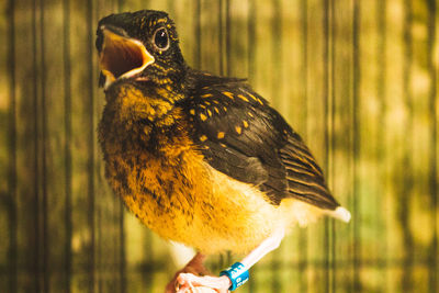 Close-up of a bird perching on hand