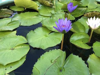 Close-up of lotus water lily in lake