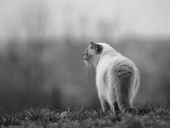 Cat looking away