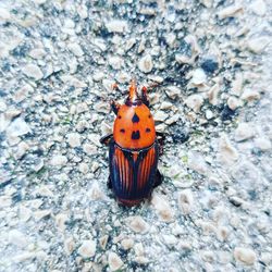 High angle view of ladybug on rock