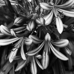 Close-up of flowering plant