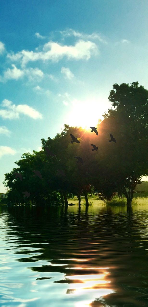 tree, water, sky, sunset, reflection, silhouette, sunlight, tranquility, tranquil scene, nature, sun, scenics, beauty in nature, waterfront, lake, cloud - sky, outdoors, river, idyllic