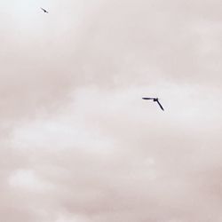 Bird flying in sky