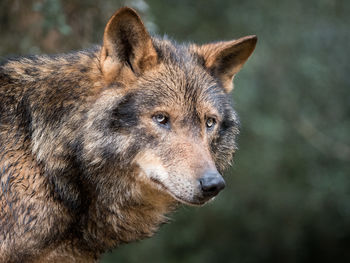 Close-up portrait of lion