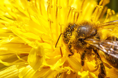 Close-up of bee pollinating on flower