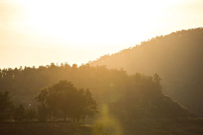 Trees on mountain against sky