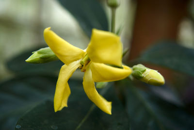 Close-up of yellow flowering plant