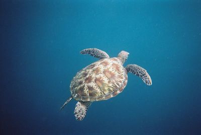 Turtle swimming in sea