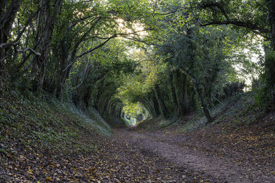 Dirt road amidst trees in forest