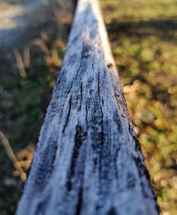 Close-up of tree trunk in forest