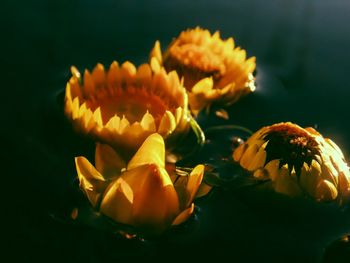 Close-up of orange flowers blooming outdoors