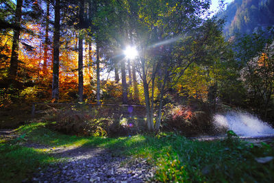 Sunlight streaming through trees in forest