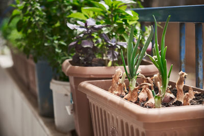 Close-up of potted plant