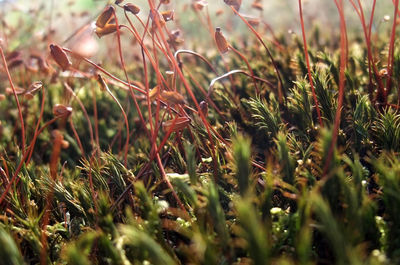 Close-up of crops on field