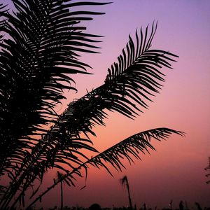 Low angle view of palm trees against sky