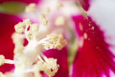 Close-up of pink flowers