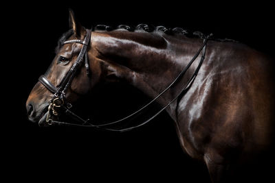 Close-up of horse against black background