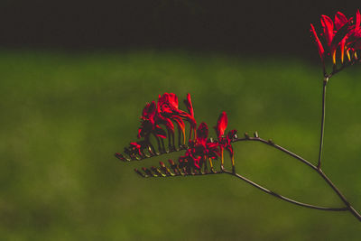 Close-up of red flowering plant