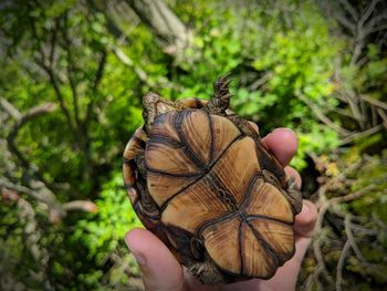 Close-up of hand holding dry leaf