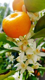 Close-up of orange flower