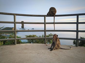 Monkeys sitting on railing against clear sky